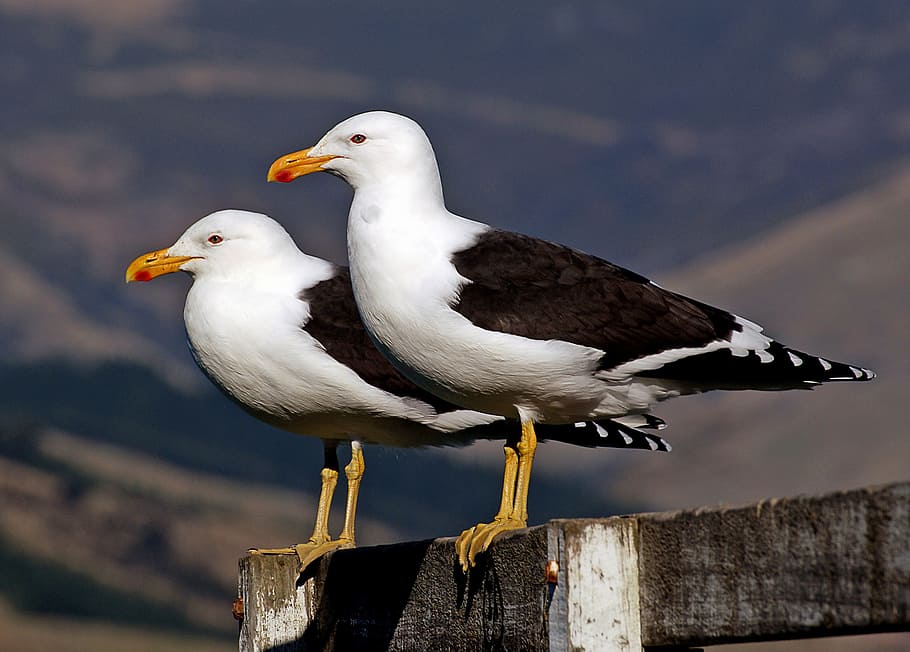 Preto, gaivotas, Nova Zelândia, dois pássaros de gaivota brancos e pretos, temas animais, pássaro, animais em estado selvagem, animais selvagens, vertebrado, foco em primeiro plano