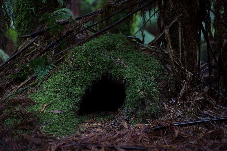 green, brown, animal cave, trees, cave, forest, moss, nature, woods, entrance
