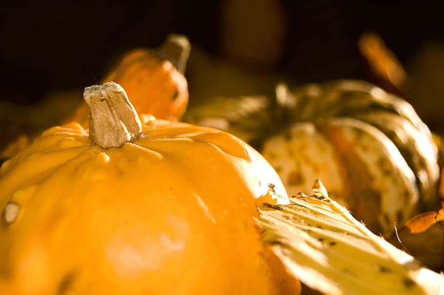 pumpkin, yellow, autumn, pumpkins, gourd, harvest, choice choose, autumn motives, orange, golden