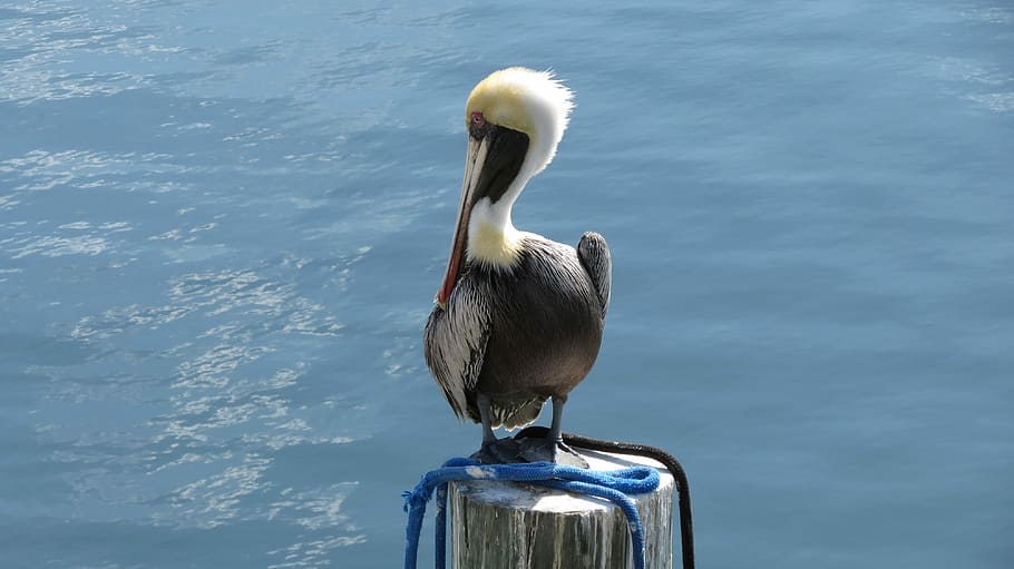 Pelicano, Flórida, Chaves, Key Largo, achado, pássaro, barco, náutico, água, mar