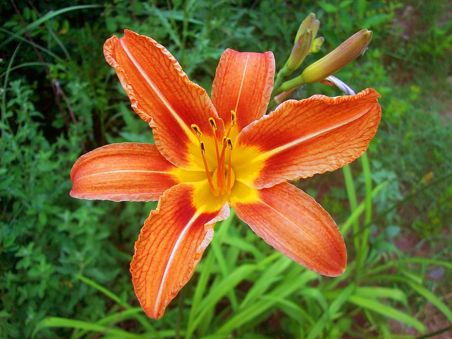lily, flower, orange, petals, red, yeloow, patterns, floral, blossoms, blooms