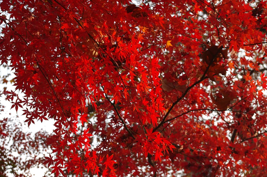 Maple, Lu Xun Park, Red Leaves, autumn, tree, red, close-up, outdoors, day, plant