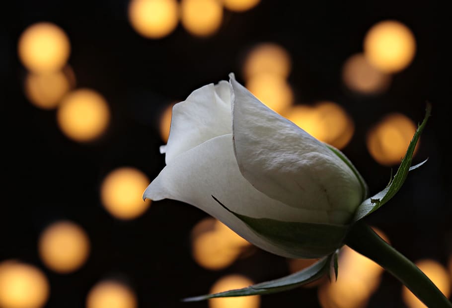 closeup, white, rose, bokeh, white rose, nature, floribunda, black background, blossom, bloom
