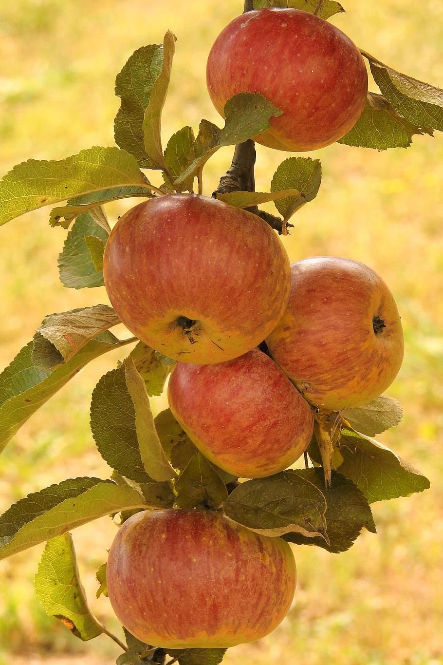 apple, apple tree, branch, ripe, kernobstgewaechs, fruits, fruit, healthy eating, food, food and drink
