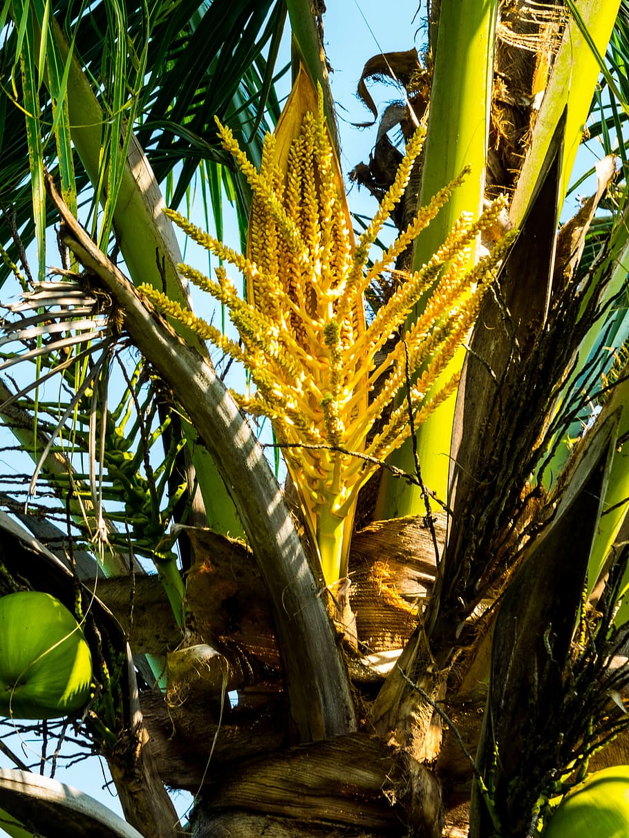 palma, cocotero, coco, flor de palma, planta, crecimiento, naturaleza, nadie, hoja, árbol