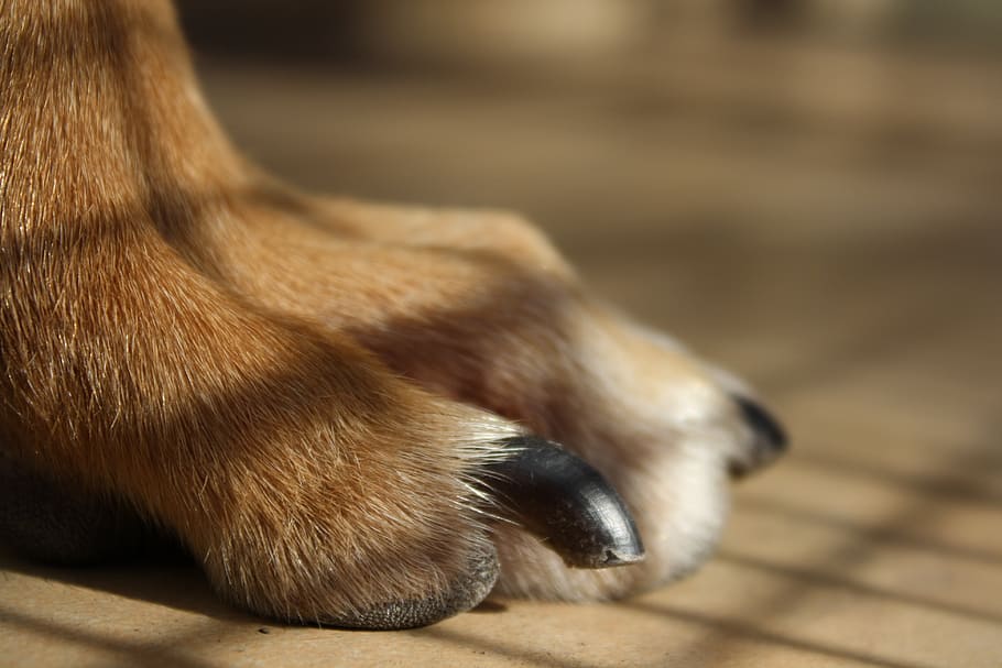How Long Should Dog Nails Be?
