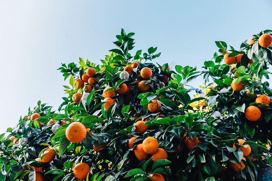 Naranjo, mandarinas, árbol, satsuma, naranja, cítricos, fruta, color, fresco, jardín