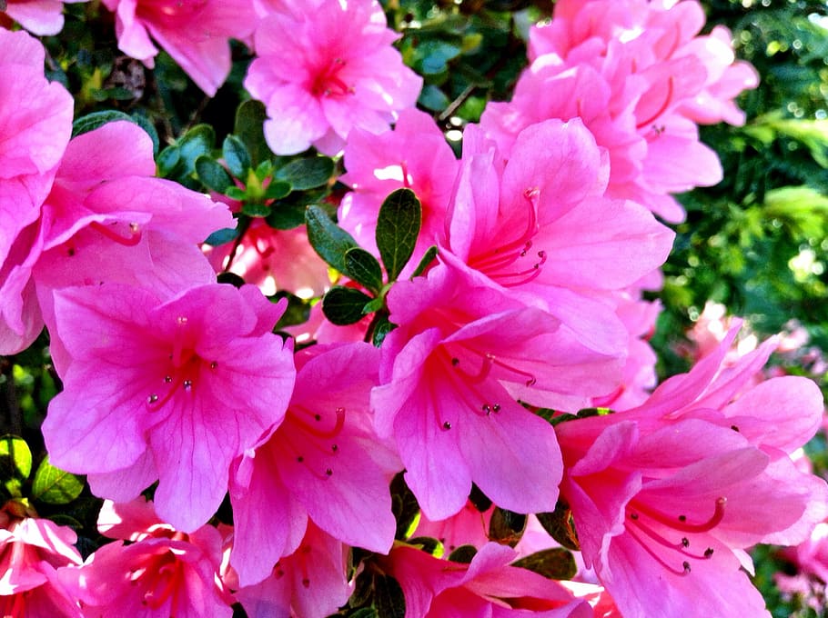 pink, petaled flowers, surrounded, green, leafed, plants, petaled, flowers, garden, pink color
