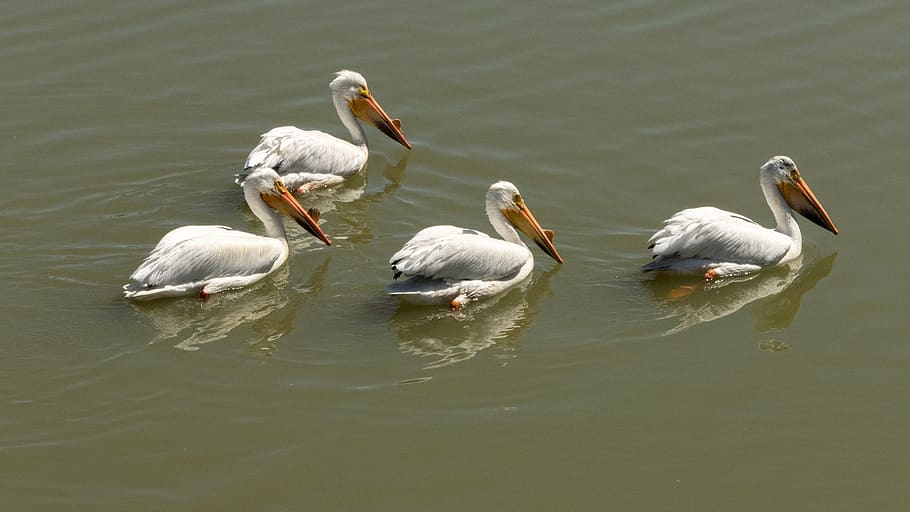 pelicans, bird, waterfowl, white, nature, wildlife, water, animal, wild, wing