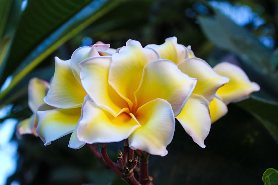 fragrapanti, plumeria, open, thailand, flowers, nature, white, yellow, the tropics, jasmine