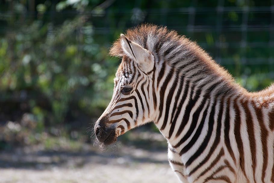 zebra, jovem, listras, áfrica, safari, passadeira, animal selvagem, preto e branco, zebra jovem, animais selvagens animais