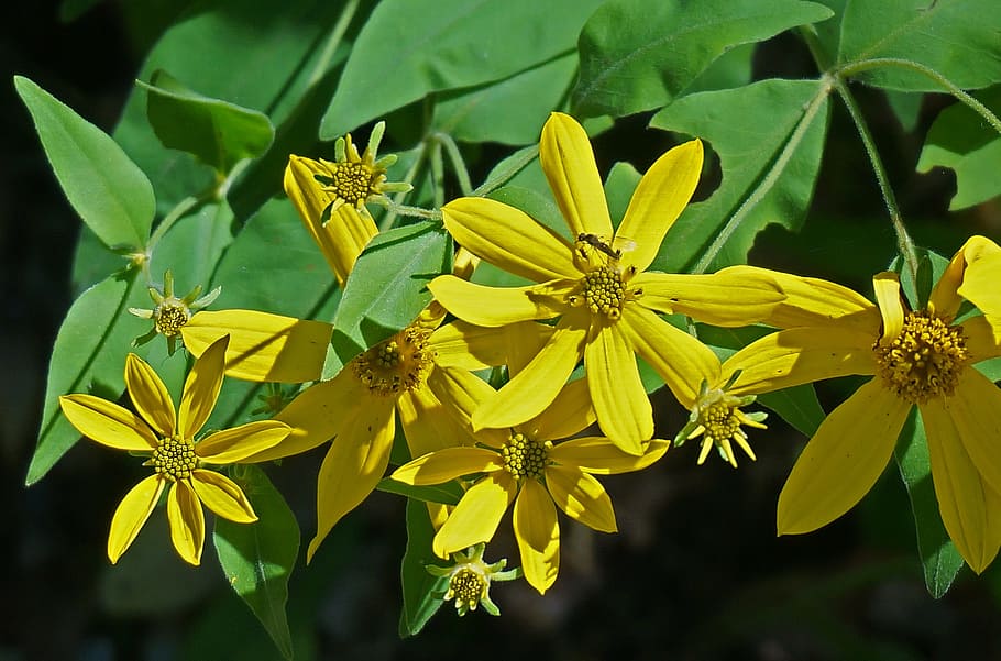 黄色の合成, ワイルドフラワー, テネシー州, 南東部, 植物, 花, 自然, 開花植物, 黄色, もろさ
