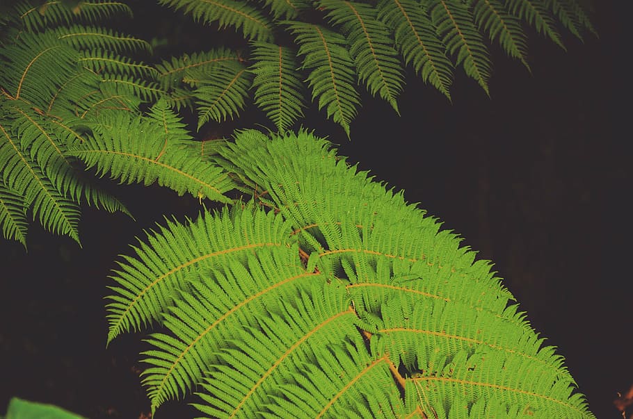 Зеленый, Листовое растение, Черный, задний план, Закрыть, Фото, Папоротник, растение, лист, природа