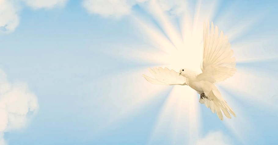 dove, sky, peace dove, wing, bird, blue, animal world, animal, lighting, sunlight