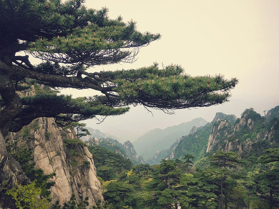 mountain, landscape, china, pine, tree, plant, beauty in nature, tranquility, scenics - nature, tranquil scene