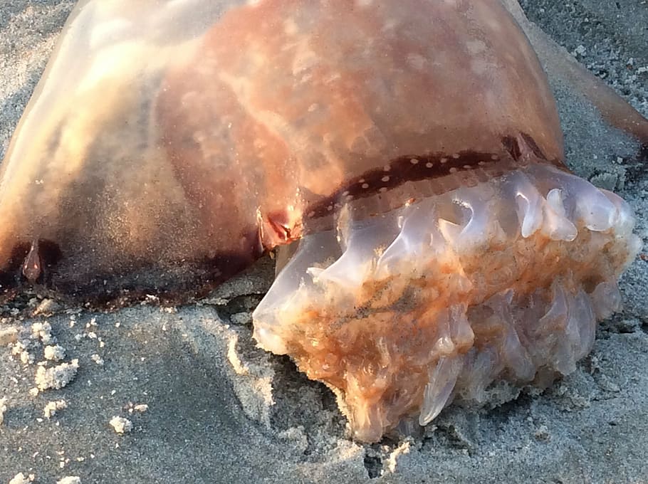 cannonball jellyfish, gills, beach, ocean life, sea-life, tails, close-up, land, sea, nature