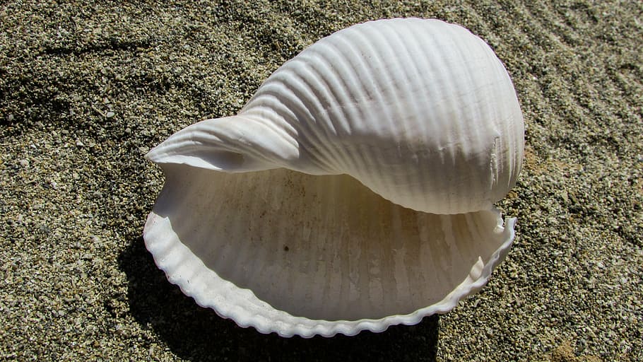 white, seashell, sand, shell, beach, sea, summer, nature, animal Shell, vacations