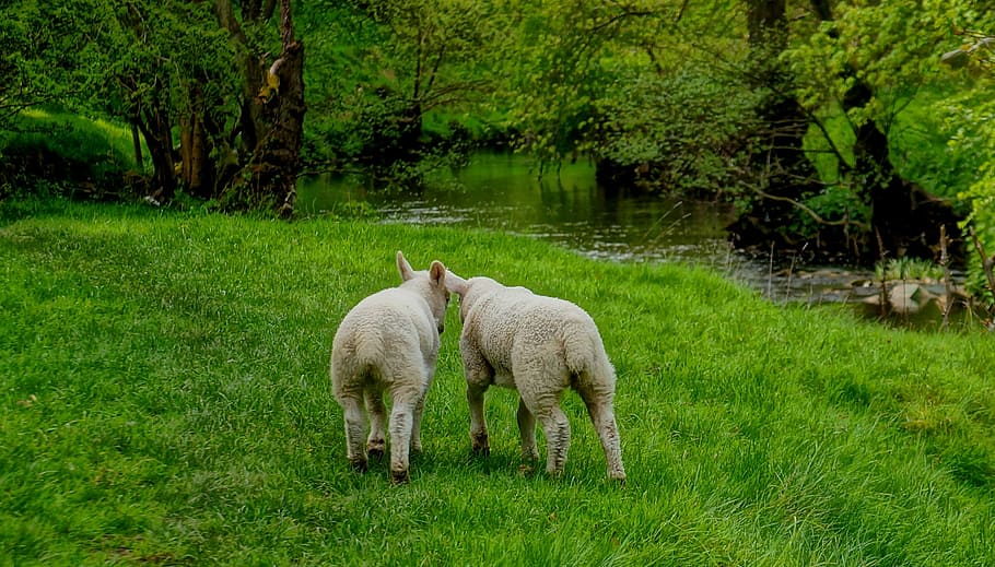 Lambs, Sheep, Friends, Farm, Grass, nature, meadow, animal, agriculture, wool