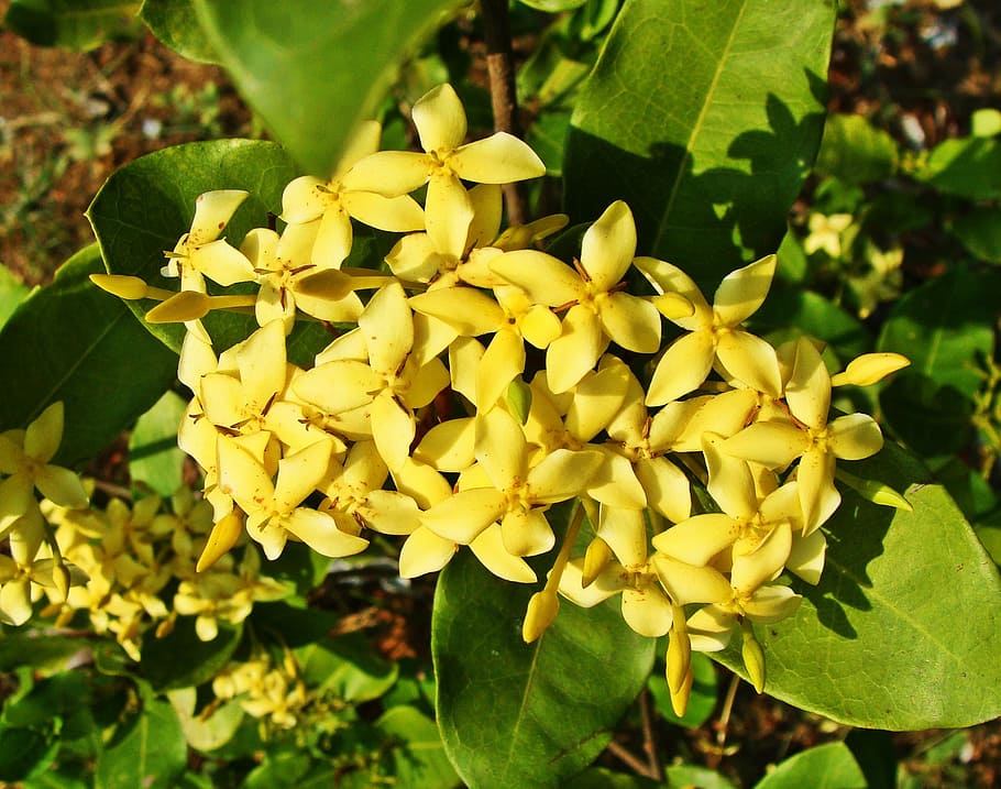 ixora, yellow, flower, karwar, karnataka, india, plant, growth, beauty in nature, leaf