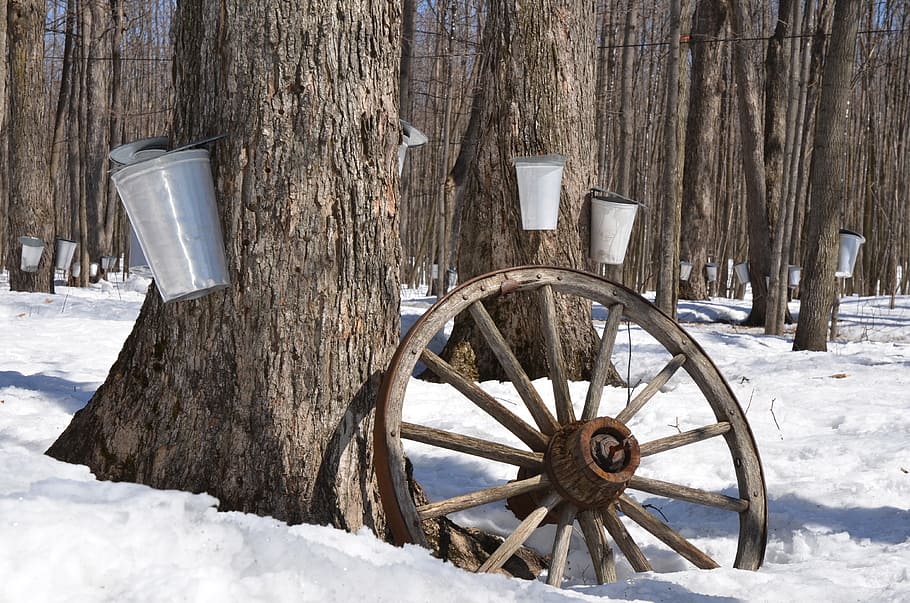 round, brown, carriage wheel, maple syrup, tree, maple, syrup, sap, sugar, spring