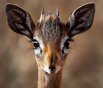 Royalty Free Biche Photos Free Download Pxfuel