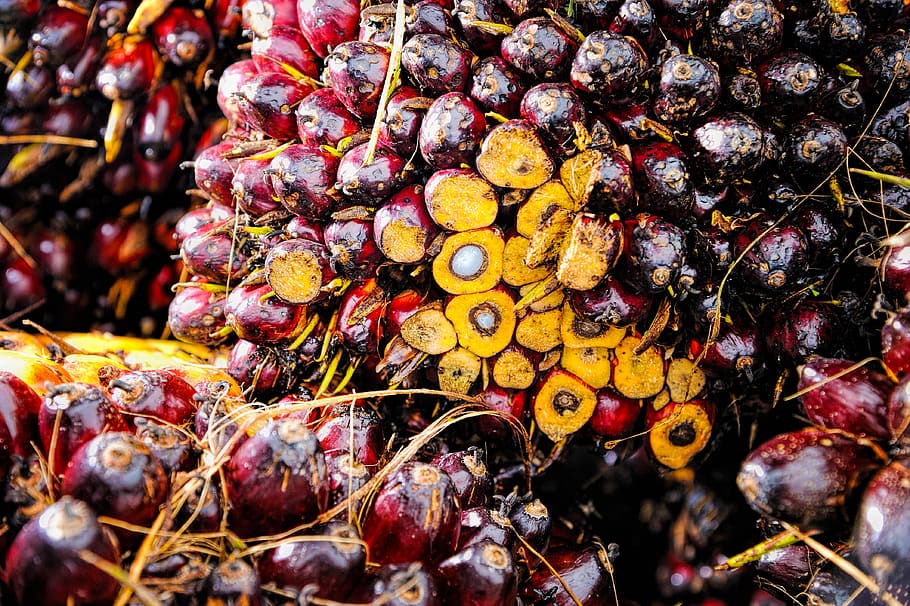 palm, oil, fruit, background, ripe, red, produce, agriculture, crop, commodity
