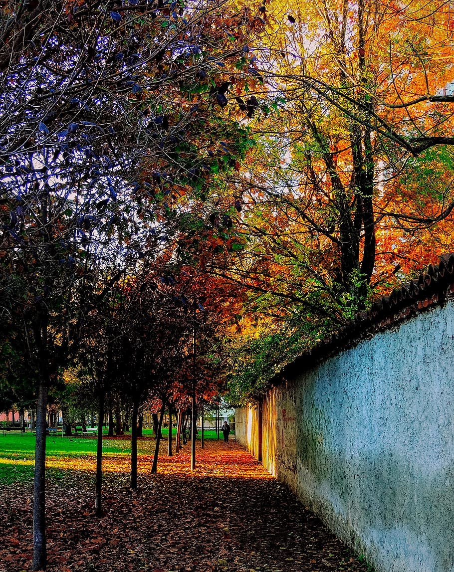 torino, piemonte, italia, otoño, hojas, colores, colores otoñales, árboles, sendero, naturaleza