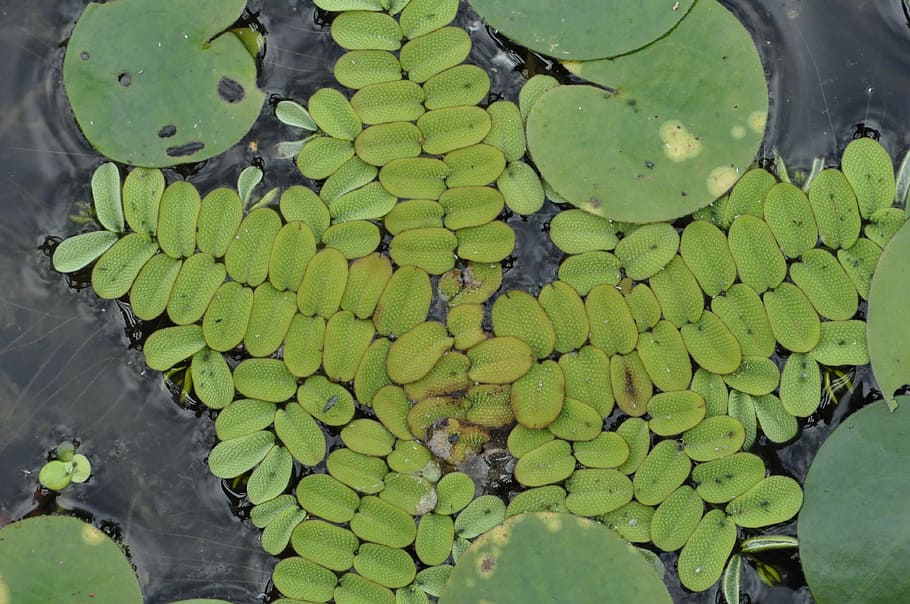 salvinia natans, plant, protected, water polo, green color, leaf, plant part, growth, water, floating