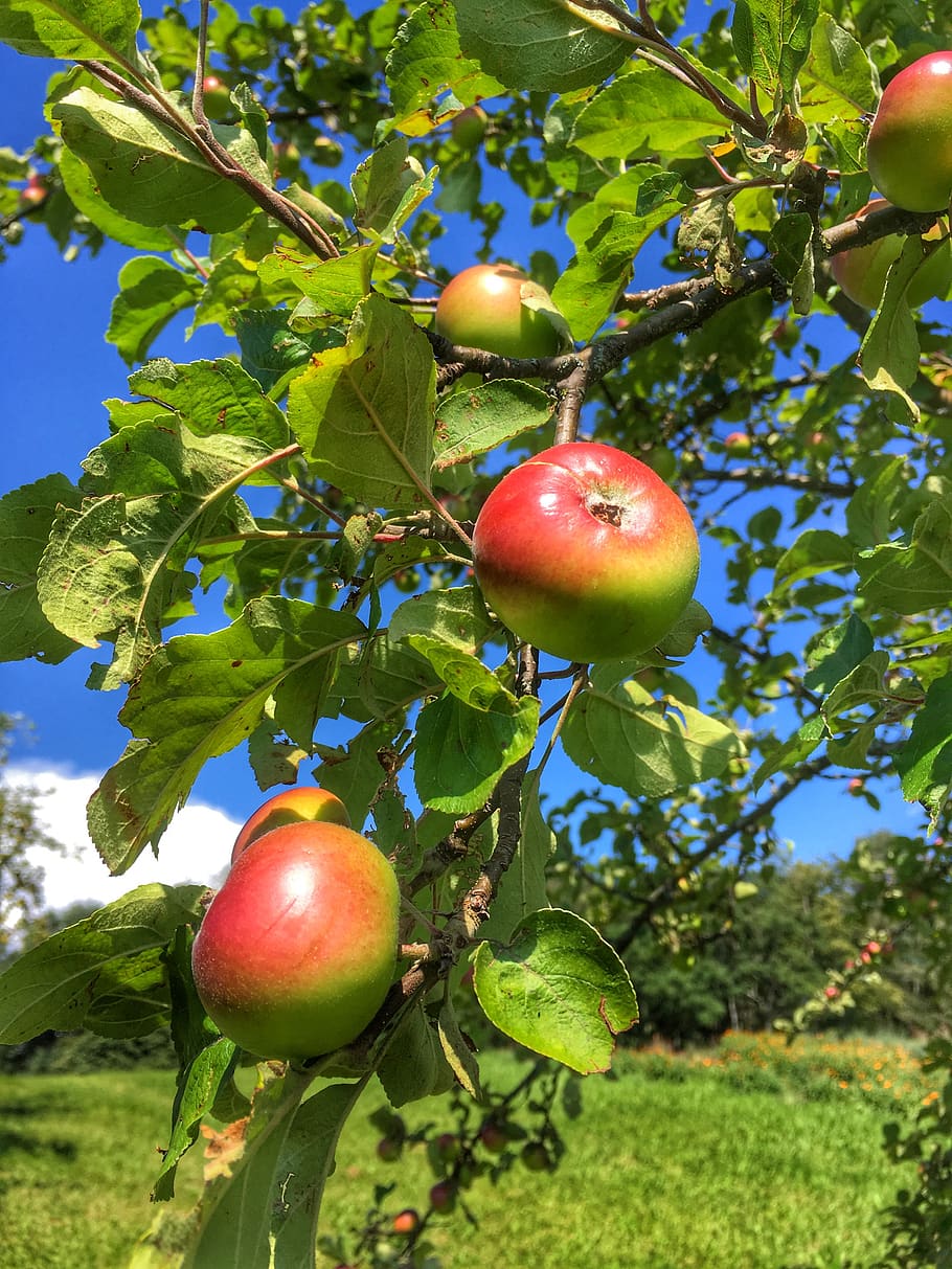 harvest, apple tree, fruit, apple, healthy eating, food and drink, food, tree, plant, growth