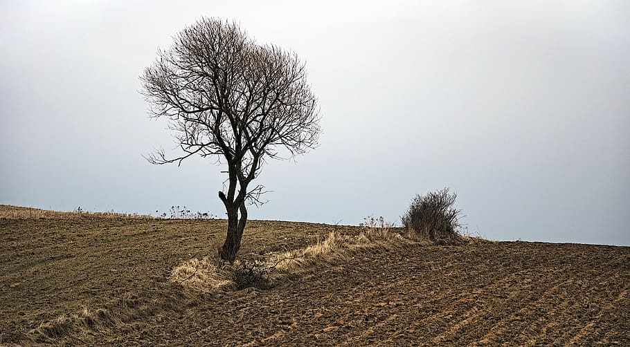 withered, tree, desert photo, landscape, nature, poland, view, poland village, fields, the cultivation of