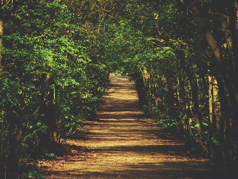pathway, green, tree, nature, landscape, woods, forest, trees, grass, plants