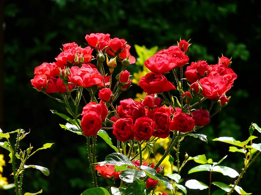 foto, vermelho, rosas, luz de fundo, flor, rosa, planta, bela, natureza, flora