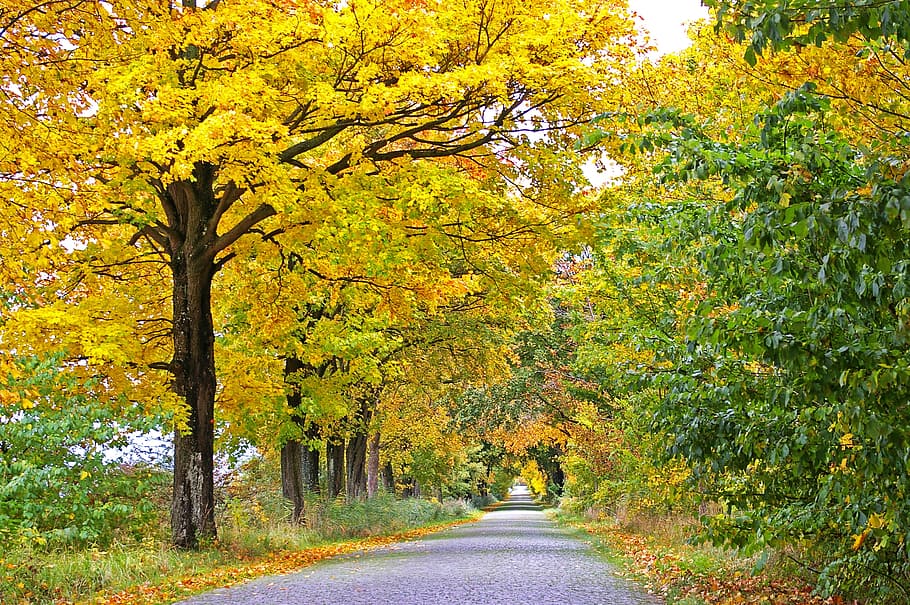 pathway between tress, autumn, avenue, trees, away, road, tree lined avenue, leaves, asphalt, nature