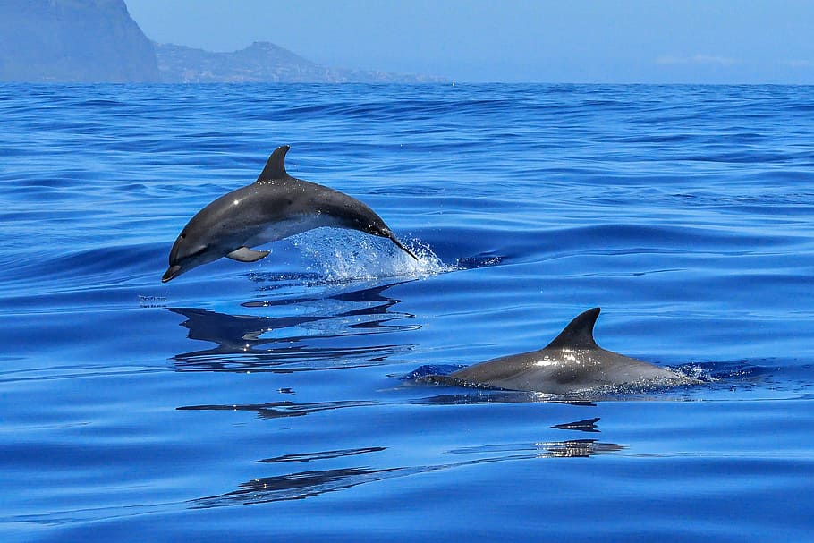 dos, delfines, agua, océano, mar, mamíferos marinos, meeresbewohner, animales, natación, pinball