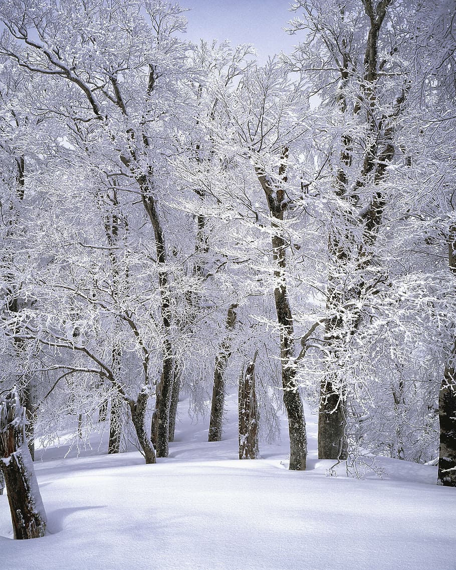 brown, tree, covered, white, snow, landscape, japan, shirakami-sanchi, beech forest, snow scene