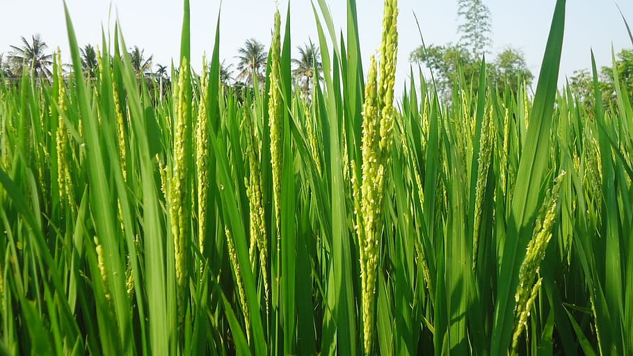 rice clean, rice, silk, rice non, vietnamese rice, growth, plant, green color, field, agriculture
