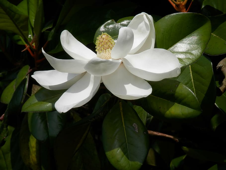 verde, hojeado, planta, blanco, magnolia meridional, magnolia grandiflora, árbol, grande, floración, hojas coriáceas