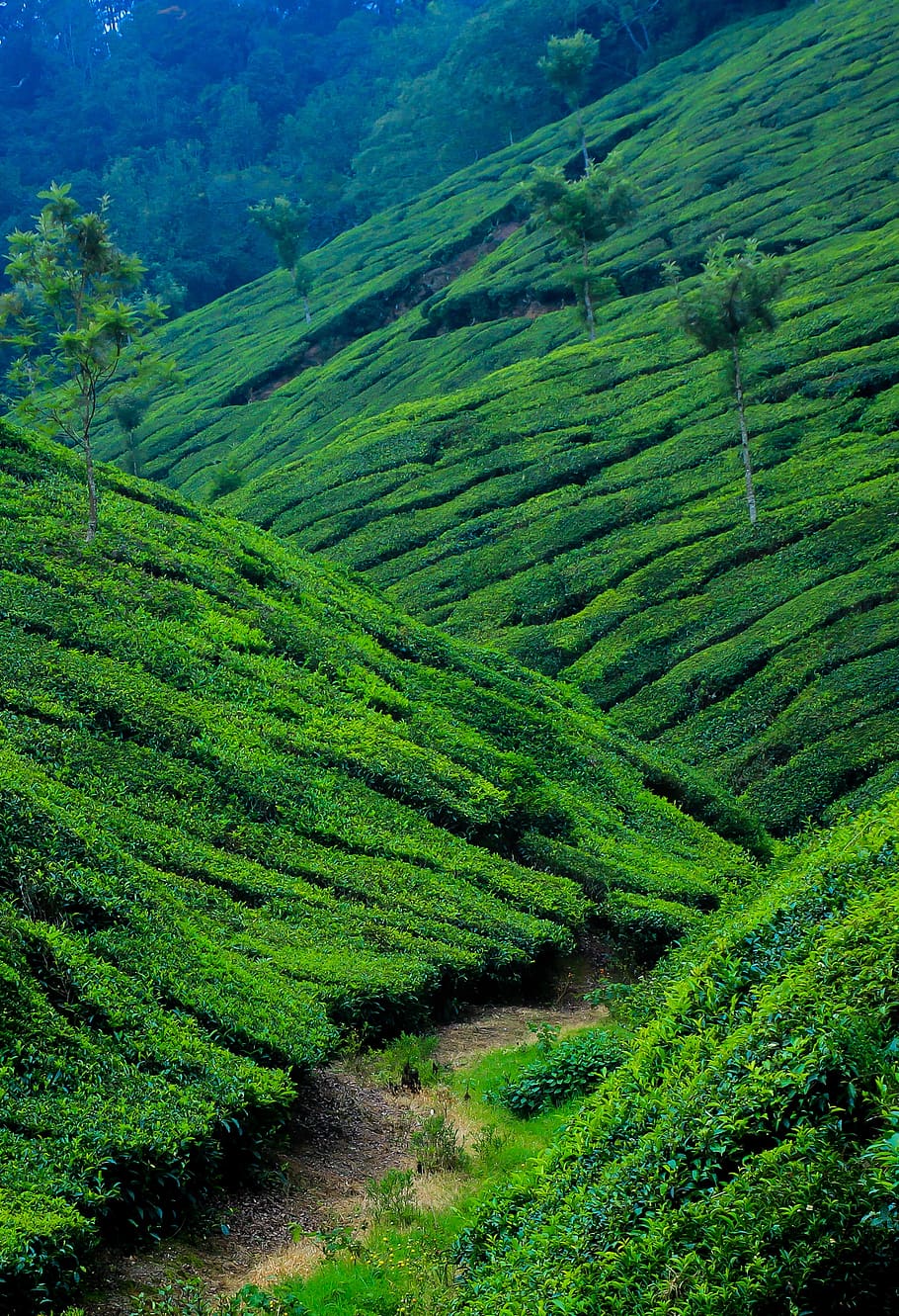Hike through tea Plantations