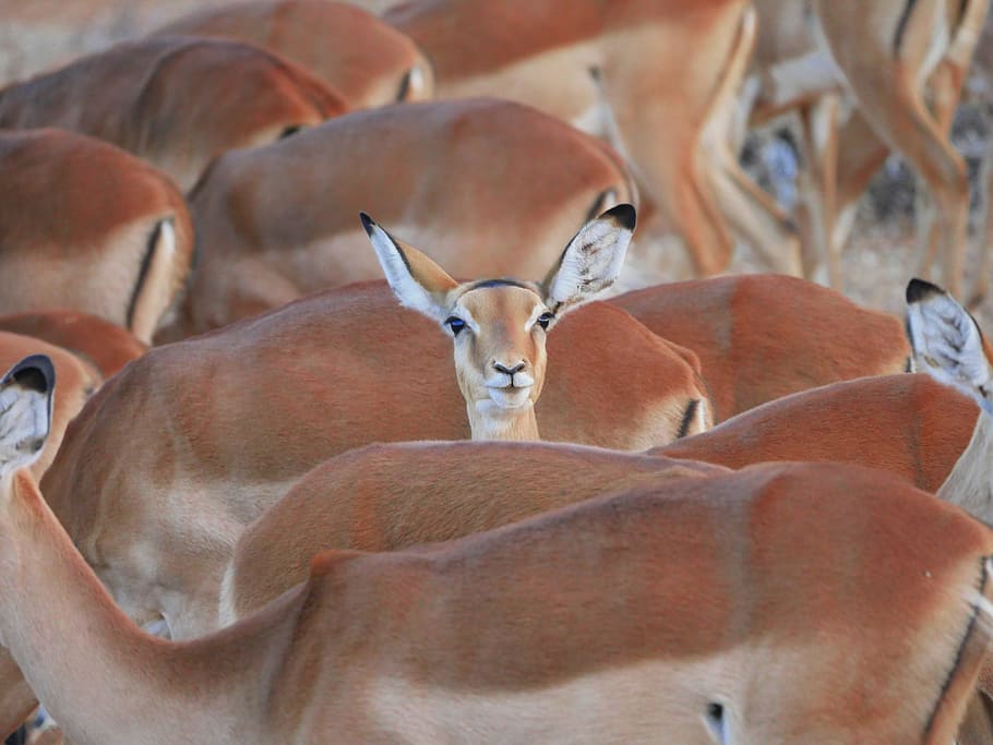 fotografía de vida silvestre, marrón, ciervo, impala, bandada, centro, destaca, llamativo, gacela, antílope