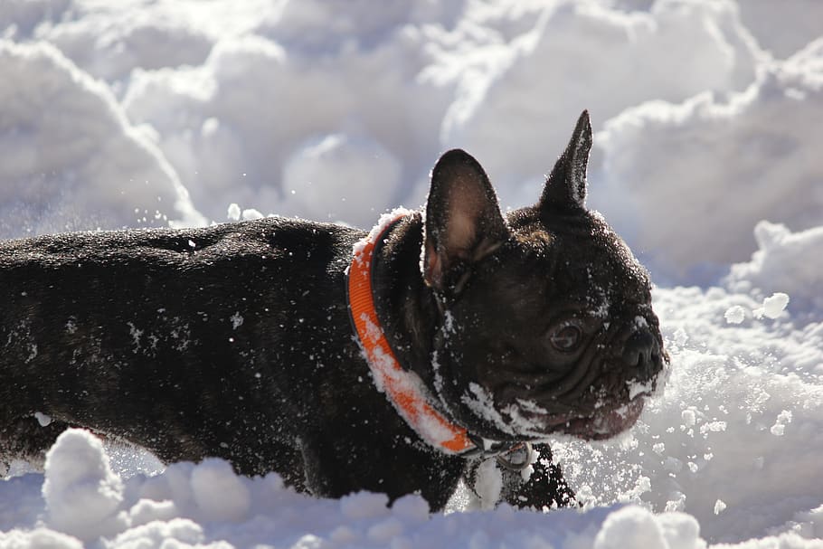 french bulldog, snow, fun, hundeliebe, winter, dog, nature, cute, cold, fond of animals