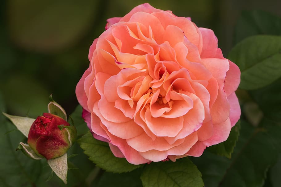 クローズアップ写真, ピンク, 赤, バラ, 自然, 庭, 花, 私の庭のバラ, オーガスタルイズ, 香りのよいバラ