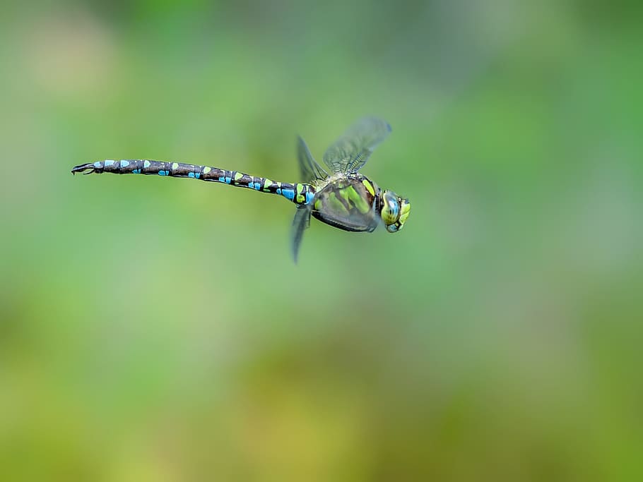 green, blue, dragonfly, flying, selective, focus photography, hawker, blue green, in flight, macro