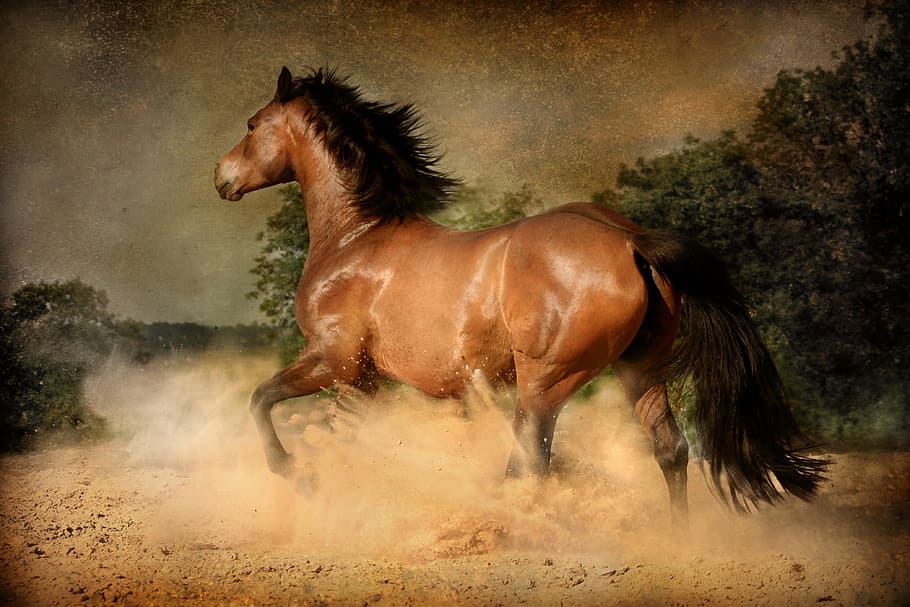 running, horse, mammal, equestrian, equine, action, dust, gallop, dom, horses