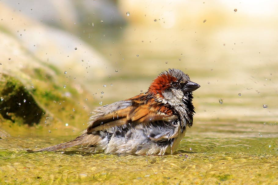sparrow, bird, bathroom, shower, birds shower, animal themes, animal, one animal, animal wildlife, animals in the wild
