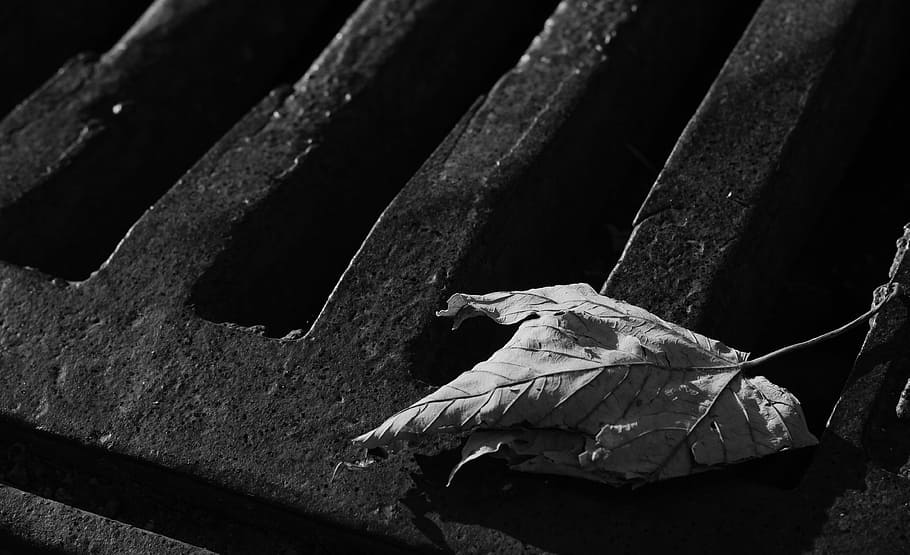 closeup, maple leaf, sheet, waste, sewerage, channel, atmosphere, architecture, building, street