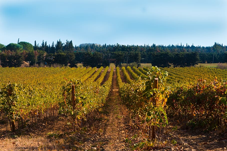 vines, fall, vineyard, color, beaucaire, red, costières de nîmes, landscape, plant, agriculture