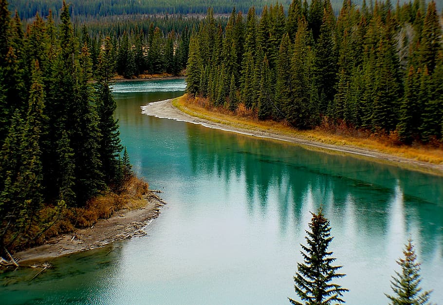danau, foto pohon, lanskap, busur sungai, alberta, kanada, taman nasional banff, refleksi, air, hutan