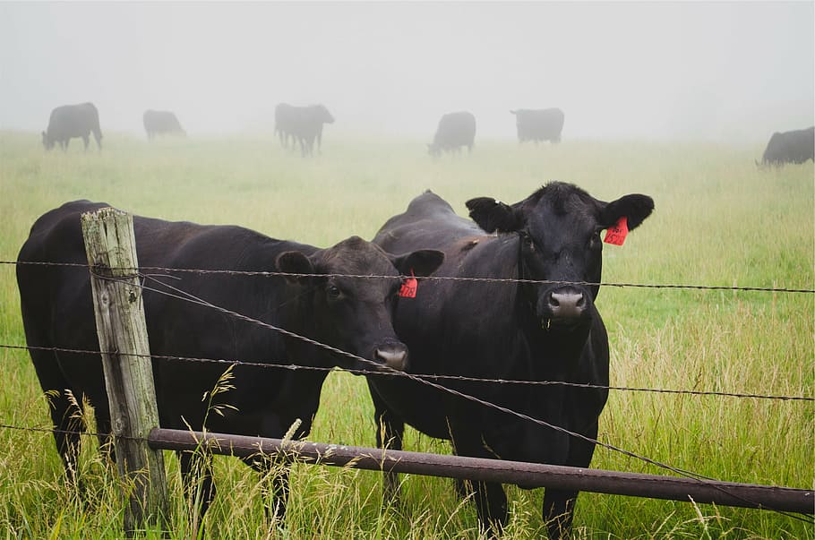 two, black, buffalos, green, grassfield, cattle, grass, field, cows, animals