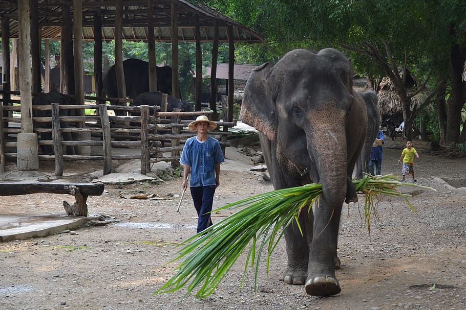 Campamento, elefantes, elefante, Tailandia, elefantes de campamento, cuidador elefante, animales, cuidador, selva, animal