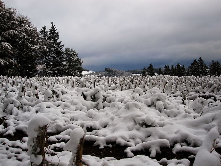 campo de nieve, foto de la nube de nimbo, rastrojo, maizal, primera nieve, nieve, explosión de invierno, bosque negro, invierno, temperatura fría